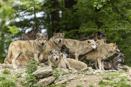 A wolf community in a natural environment, showing the social behaviour of a pack, Timber wolf, American wolf (Canis lupus occidentalis)