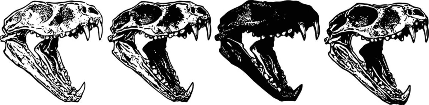 four detailed illustrations of large animal skulls with open jaws showing sharp teeth