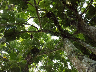 Fototapeta premium Breadfruit (Artocarpus altilis) is a tropical fruit tree native to the Indonesian archipelago that is rich in carbohydrates.