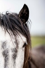 Close-up portrait of a grey horse with dark mane showing eye and ear in soft-focused pasture © PIC by Femke