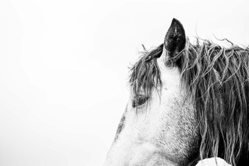 Black and white close-up photograph of a white horse head with wet mane and visible eye and ear on a high-key background © PIC by Femke