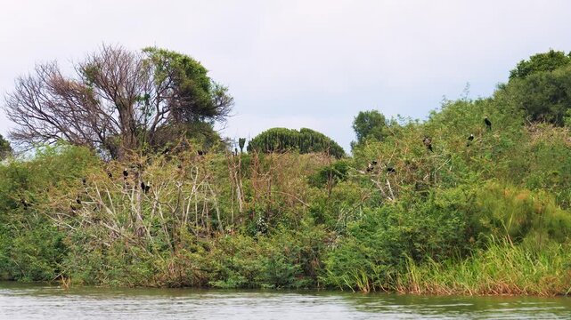 Numerous great cormorants perching on lush green trees along the picturesque riverbank of the kazinga channel. Popular safari destination for wildlife viewing in national park