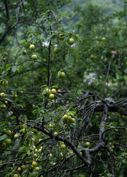 Unripe cherry plums growing on tree branches in an orchard