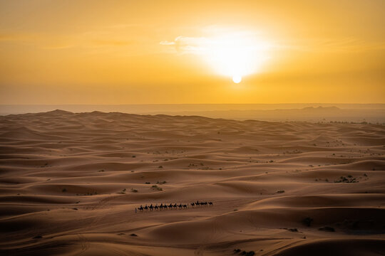 Camels caravan in Sahara desert in Merzouga Morocco at sunrise
