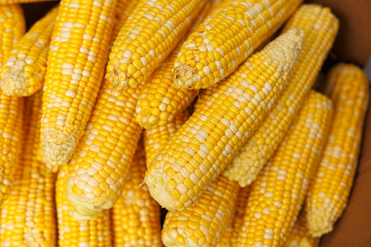 Fresh raw corn on the cob prepared for boiling, healthy organic food and summer harvest agriculture concept