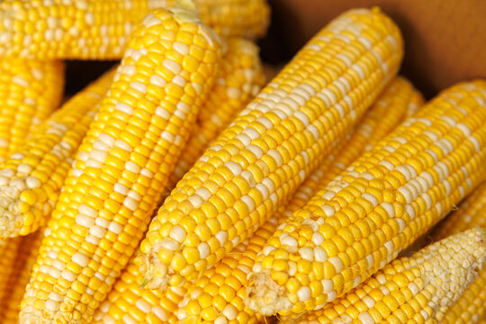 Fresh raw corn on the cob prepared for boiling, healthy organic food and summer harvest agriculture concept