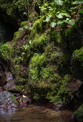 Fototapeta premium green moss covering steep rocky cliffs next to a clear mountain stream