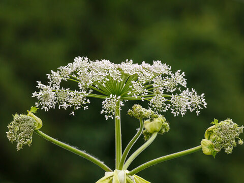 Sosnovsky's hogweed ( Latin- Heracleum sosnowskyi ) is a large herbaceous plant, a species of the genus Heracleum of the Umbelliferae family