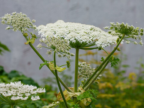 Sosnovsky's hogweed ( Latin- Heracleum sosnowskyi ) is a large herbaceous plant, a species of the genus Heracleum of the Umbelliferae family
