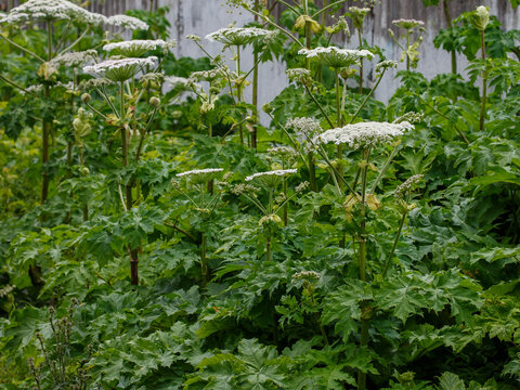 Sosnovsky's hogweed ( Latin- Heracleum sosnowskyi ) is a large herbaceous plant, a species of the genus Heracleum of the Umbelliferae family