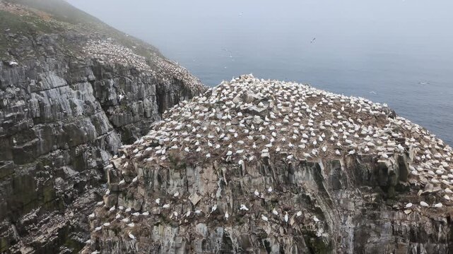 Bird Rock, one of the largest nesting colony of northern gannets (Morus bassanus) in North America, at the Cape St. Mary's Ecological Reserve (Saint Bride&rsquo;s, Newfoundland, Canada)