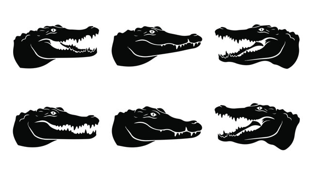 Close-up of crocodile head in black and white