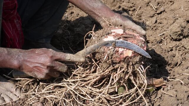 Farmer harvesting elephant foot yam with hand tool