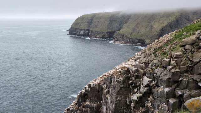 The Lighthouse of Cape St. Mary's with the orthern gannets (Morus bassanus) colony of Bird Rock in foreground at the Cape St. Mary's Ecological Reserve (Saint Bride&rsquo;s, Newfoundland, Canada)