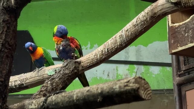 Two Rainbow Lorikeets Trichoglossus moluccanus Preening Together on Tree Branch Colorful Tropical Parrots Wildlife Scene