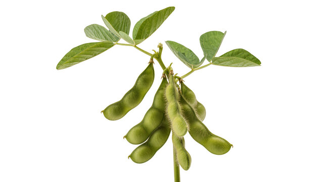 Isolated fresh green soybean plant with pods and leaves, healthy agricultural ingredient.