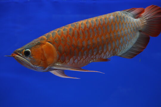 Elegant Super Red Arowana Fish  Swimming Against a Blue Background