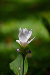 Fototapeta premium A fragile white flower blossoms beautifully against a gentle green backdrop in the heart of nature