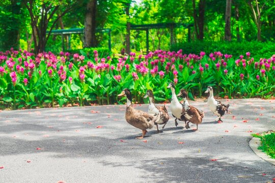 Ducks strolling through a colorful flower garden during the spring season