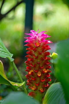 Bright pink ginger blossom rising from rich green leaves in a tropical garden environment