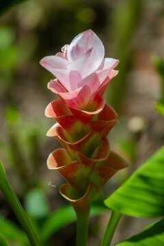 Vibrant pink ginger flower blossoming in its natural environment embraced by rich green foliage