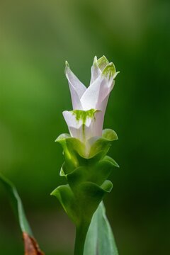 A close view of a fragile white blossom featuring green highlights set against a gentle green backdrop