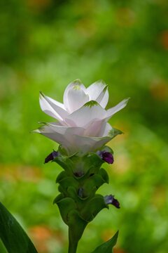 Soft pink blossom set against a lush green backdrop showcasing the tranquility of nature
