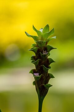 Detailed view of an unusual green flower surrounded by a softly blurred background showcasing vibrant colors in a natural setting