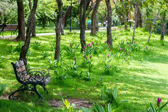 Tranquil park setting featuring a bench nestled among rich greenery and colorful blooming flowers