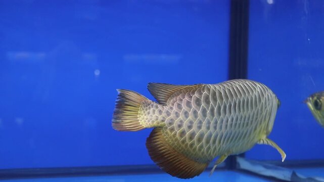 Malaysian Crossback Golden Arowana Fish Swimming Gracefully in an in Blue Tank With Mirror Reflection
