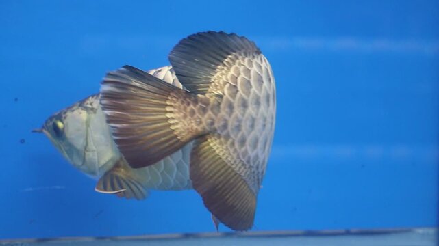 The Malaysian Crossback Golden Arowana (Scleropages formosus) Swimming in an Aquarium