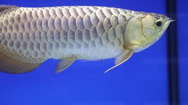 Close-up View of a Malaysian Crossback Golden Arowana Fish Scales and Body in a Blue Aquarium
