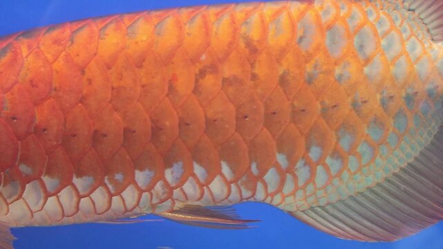 Extreme Close-up of a Super Red Arowana Fish Head and Scales in an Aquarium with a Blue Background