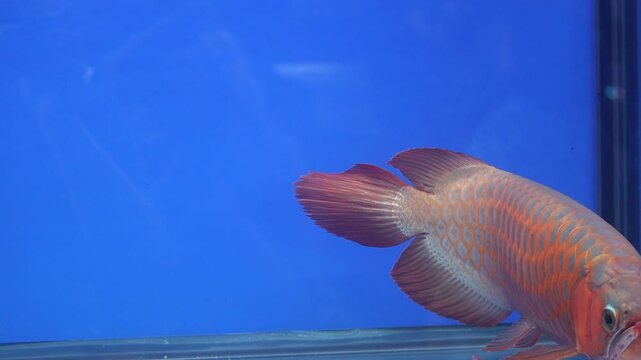 Beautiful Super Red Arowana Fish Swimming in an Aquarium with a Blue Background