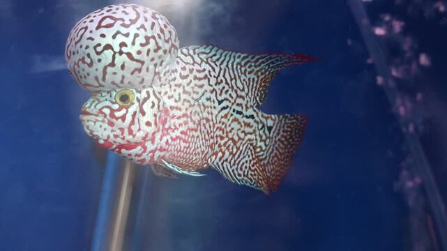 King Kamfa Flowerhorn Cichlid Fish with a Distinctive Large Nuchal Hump Swimming in a Blue Aquarium