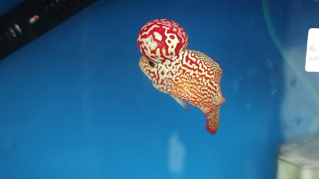 Red Kamfa Flowerhorn Cichlid Fish with a Prominent Head Nuchal Hump Swimming in a Blue Aquarium