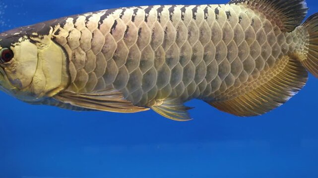 Malaysian Crossback Golden Arowana Fish Swimming Gracefully in a Blue Aquarium Tank