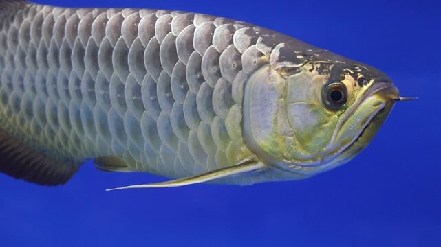 Close-up of a Malaysian Crossback Golden Arowana Fish Swimming in an Aquarium with a Blue Background