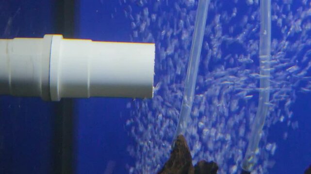 Air Bubbles Rising from an Aquarium Filter Pipe Against a Blue Background