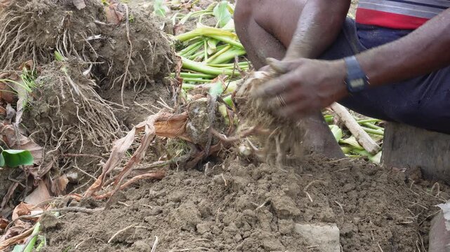 Harvesting fresh gathi kochu taro roots on rural farm