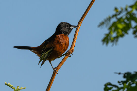 Male orchard oriole perched in a tree.