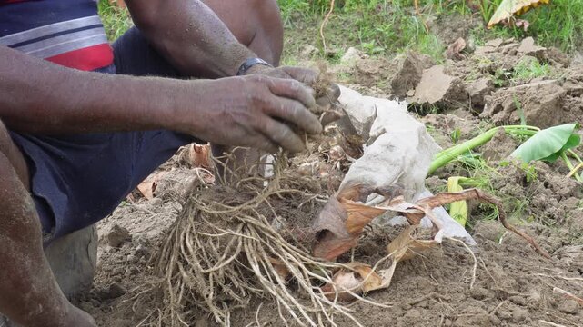 Farmer harvesting fresh taro roots