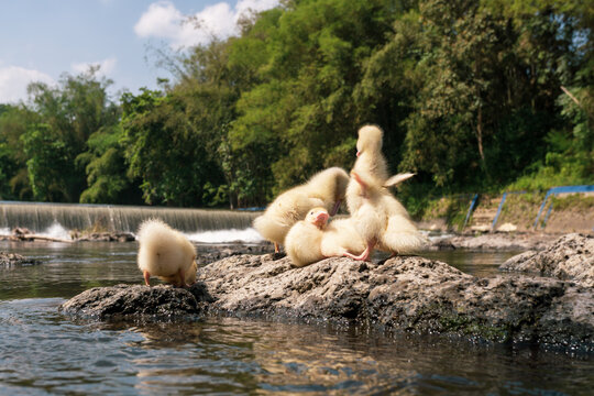 Group of cute baby ducks playing on the rocks near a river dam.