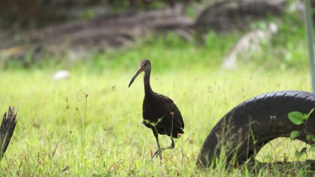 slow-motion of a Limpkin (Aramus guarauna) gracefully walking through wetland grass in its natural habitat. Captured in close-up, this cinematic sequence highlights the bird's elegant