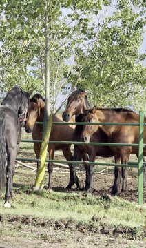 Group of brown horses by a fence in a sunny field
