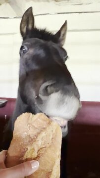 Horse enjoys a snack in stable setting