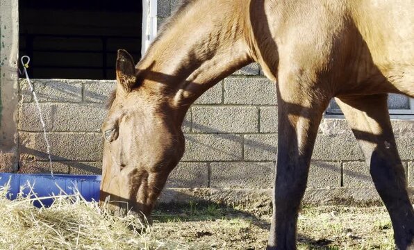 Horse eating hay near stable entrance