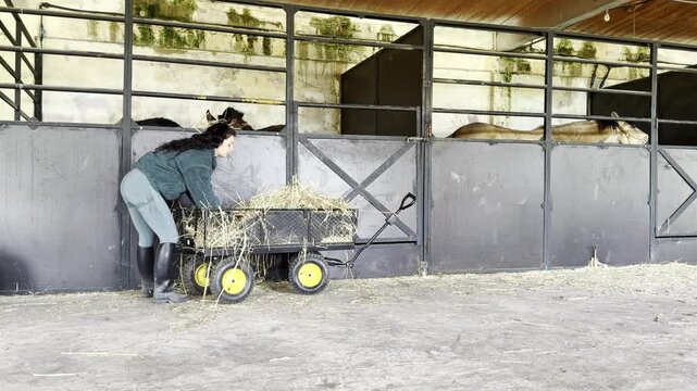 Woman feeding hay to horses in a stable for equestrian care