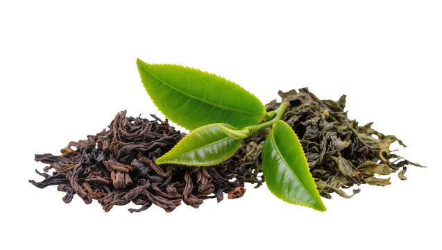 Isolated fresh green tea leaves with two piles of dried black and green tea for healthy hot beverages