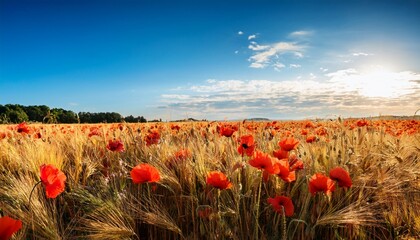 Fototapeta premium Vibrant Poppy Flowers Blooming In Golden Wheat Field Under Blue Sky